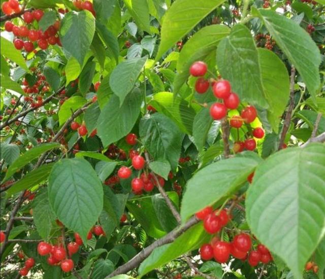 院子里有空地，栽上6种“观赏果树”，都雅还能吃水果