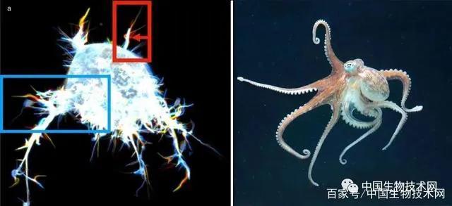 科学家用“光学镊子”发现：癌细胞是像“章鱼哥”一样爬进了构造……