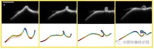 科学家用“光学镊子”发现：癌细胞是像“章鱼哥”一样爬进了构造……