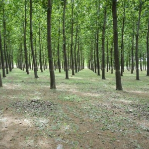 河北推进林草种苗发展，2025年实现造林良种使用率达71%以上