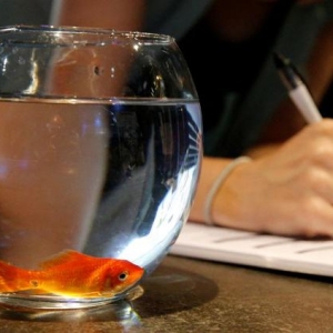 圆形金鱼缸在欧洲遭到多国禁售，因为“它会把金鱼逼疯”?