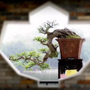 岭南盆景5种造型枝法，轻松打造“多端变化”的盆景作品