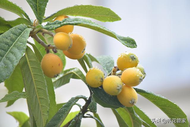 盘点农家小院常见的十种果树，你故乡种了啥？