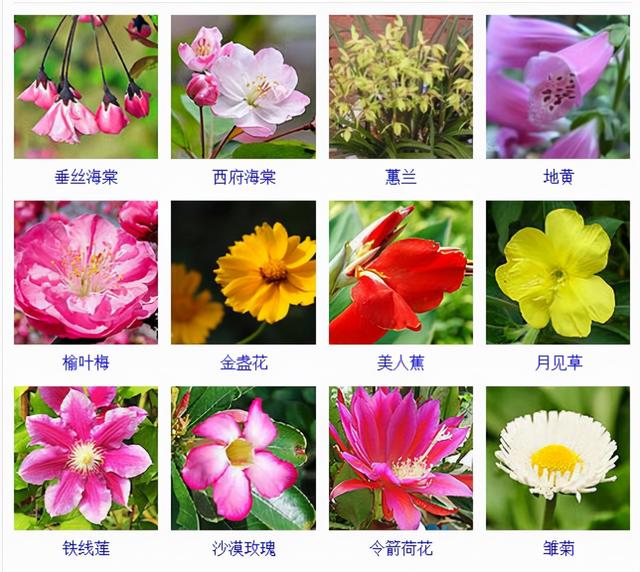 木本花卉的种类图片