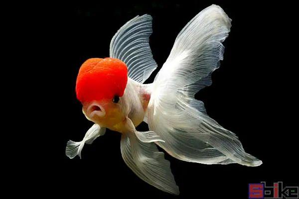 sbike动动物百科:十大最著名的金鱼品系,最悠久的观赏鱼