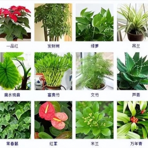 100种常见观叶植物，你都认识吗？