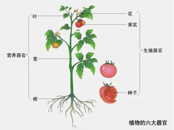 须须头,梗子,嫩头……上海话中的这些植物器官,你知道几个?