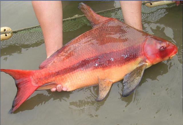 9种观赏鱼，属于中国原产，而且皮实好养，家四周河里就有