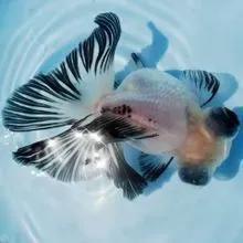 超美的水中天使，六十种名字文雅好听的观赏鱼爆美图片欣赏