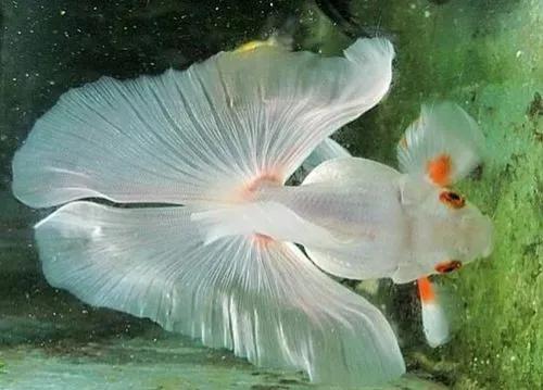 超美的水中天使，六十种名字文雅好听的观赏鱼爆美图片欣赏