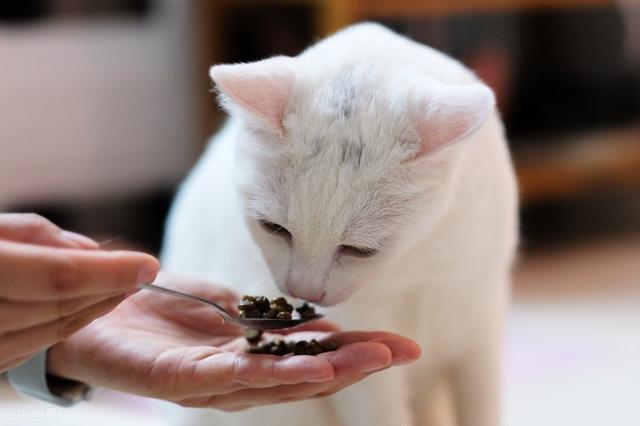 猫咪必须吃进口猫粮吗，国产的可以选吗？国产猫粮什么牌子好？
