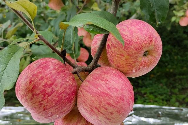 我国哪的苹果最好吃？经过比对，15种苹果榜上著名，您吃过几种？