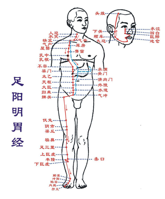 胃经经气兴旺的时辰,会帮助脾胃充实吸收和运化食品中的营养物资,让