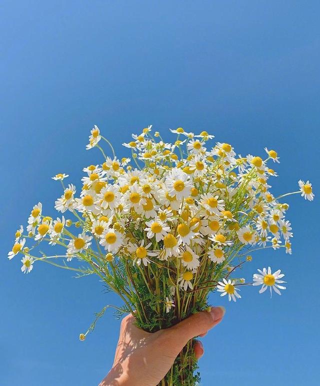 朋友圈文案说说配图片:流年是非皆逝,浮生来往皆客